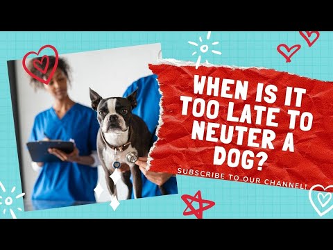 When Is It Too Late To Neuter A Dog?