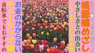 第49回、オランダのチューリップを楽しむいちばんよい方法。