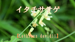 山野草・夏編＃123　イタチササゲ（鼬大角豆）