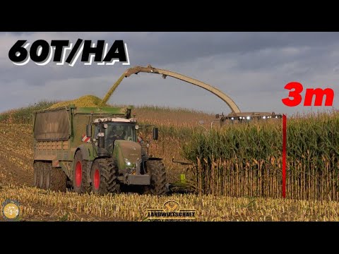 3m Mais & 60T/HA Agrarlohn Müritz in der Maisernte hier kommt masse runter! Claas Jaguar 990 Mais
