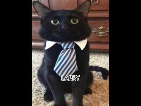 You better not mess with my gang🥶🗣🔥🔥‼️‼️-#memes #catmemes #cat