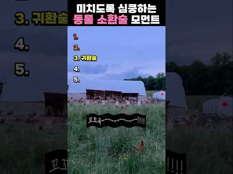 미치도록 심쿵하는 동물 소환술 모먼트