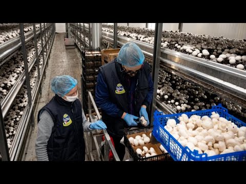 Comment les champignons sont cultivés et transformés | L'intérieur d'une champignonnière moderne
