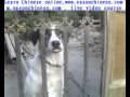 1831 The Human With Wahaha Did Not Know The Dog Know