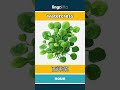 watercress - 西洋菜 video thumbnail