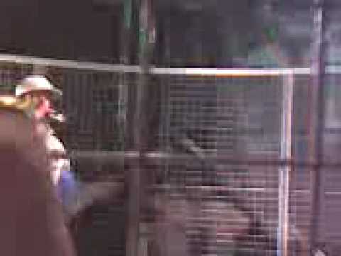 Cebos VS Alfil En Jake