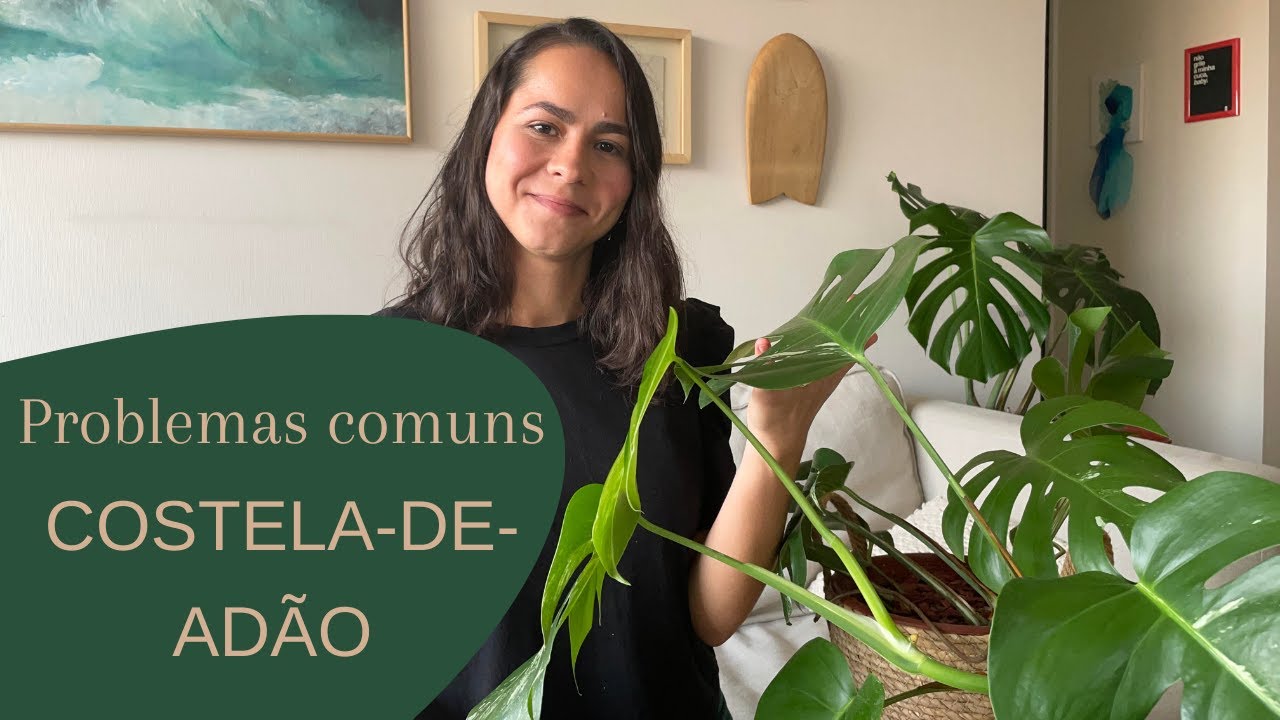 Costela-de-adão com as folhas amarelando?