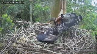 Wojownik wspaniały Crowned Eagle Zimbali Estate - samiec z zalotami 💞 do DNF  2025 10 28