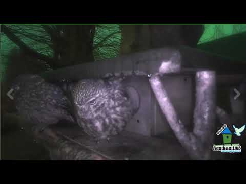 NestkastLive, Steenuilen Sprundel, 2-3-2020