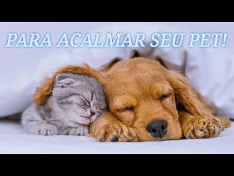 MÚSICAS PARA ACALMAR PETS AGITADOS - (FILHOTES)