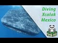 Diving in Xcalak and Whale Shark tour from Isla Holbox - Yucatan, Mexico, XTC Dive Center, Xcalak, Mexiko