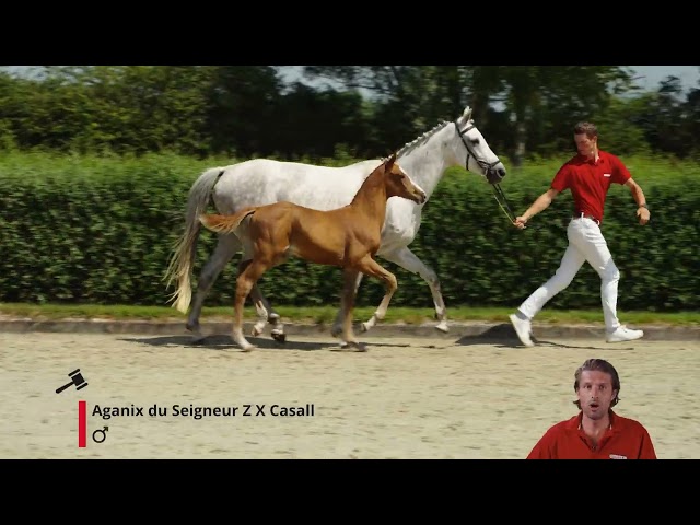Azurix Fortem Z