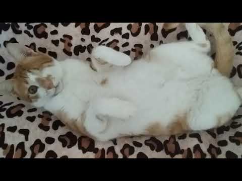 Most friendly cat in the world