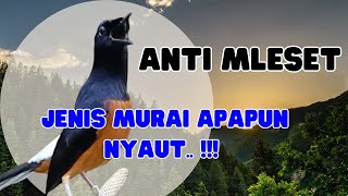 Download lagu 🔥Pacingan PAGI PAGI Agar Murai Gacor ! ! Murai Diam Langsung Nyaut Bunyi Gacor mp3