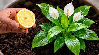 Just squeeze one lemon! 🍋 Your garden plants will bloom year-round.
