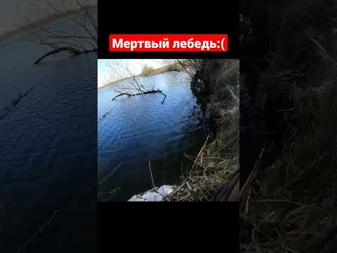 Мёртвый лебедь в озере #рыбалка #охота