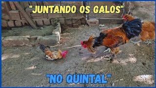 Soltei o garnizé Carlitin no quintal com as galinhas 