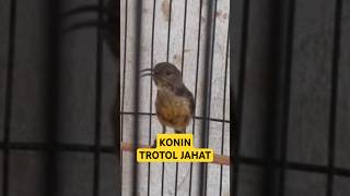 Download lagu KONIN TROTOL GACOR SUARA PEDAS ! mp3 Download lagu KONIN TROTOL GACOR SUARA PEDAS ! mp3