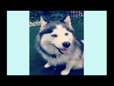 The Best Cats And Dogs Videos of May 2021