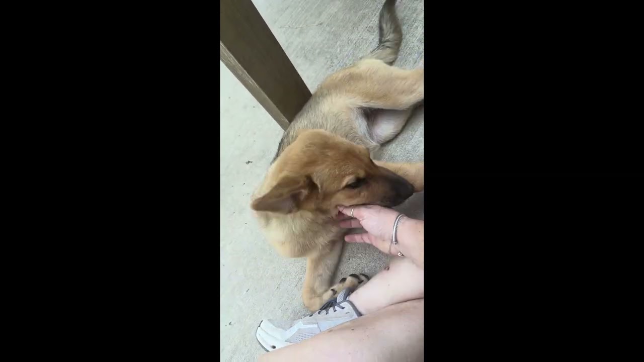 Plum, a ADOPTABLE mixed breed in Haverhill, MA video 5/6