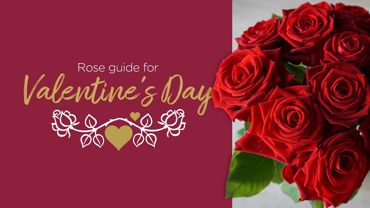 Guide to Valentine's Day Roses