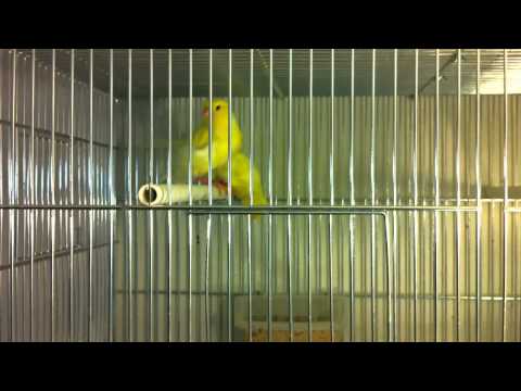 CANARINI ARRICCIATI DEL NORD