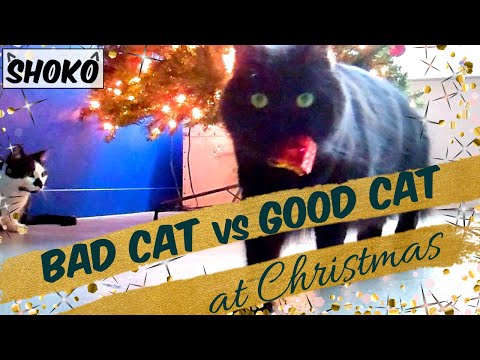Bad Cat vs Good Cat - YouTube
