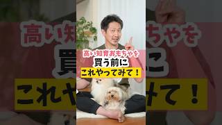 散歩30分に匹敵する遊び！？#犬のいる暮らし #dog #犬