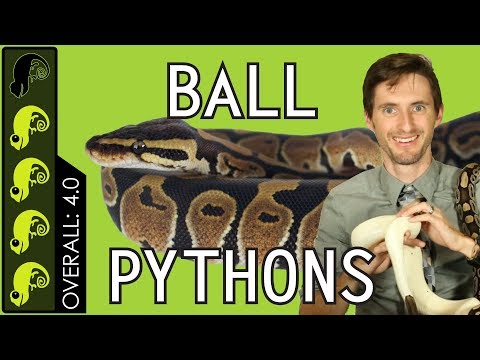 Krajta kráľovská (Python regius) — Ball Python, najlepší domáci had?