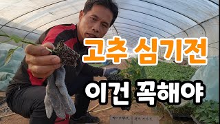 고추 심기전 이건 꼭해야 ?