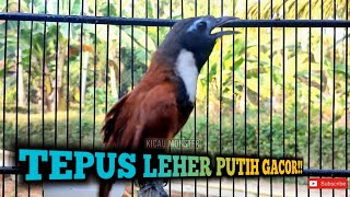 Download lagu TEPUS LEHER PUTIH GACOR! mp3
