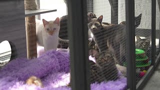 Springfield cat rescue faces intake strain, shares how the community can help