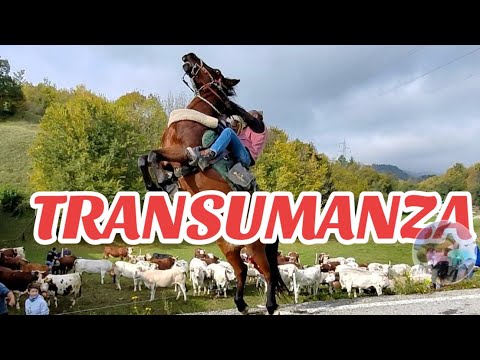 “San Luca” Fair: Transhumance through the streets of Demonte Valle Stura