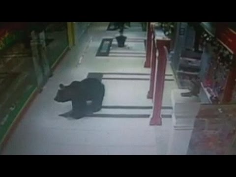 Meanwhile in Russia: Bear runs riot in mall