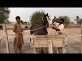 Horse Mating Donkey Donkeys Breeding Animals Mating Compilation