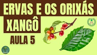 FOLHAS DE XANGÔ - CURSO ERVAS E OS ORIXÁS.