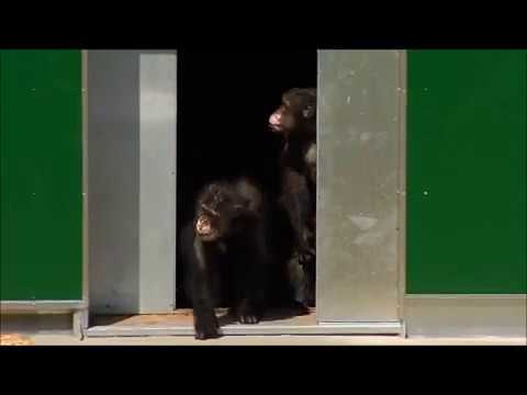 Emocionante liberación de monos que tras años enjaulados fueron libres