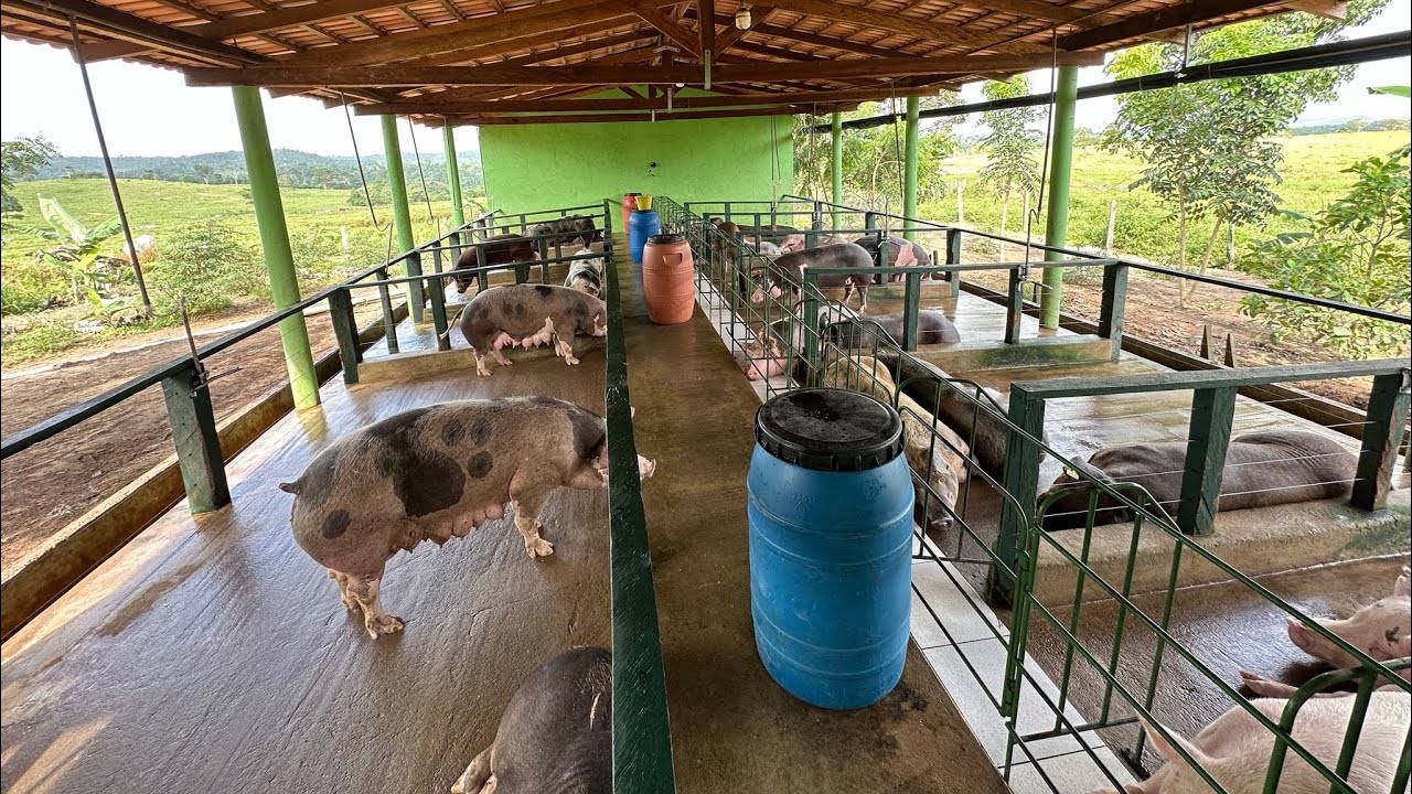 Descartes de Matrizes ( porcas ) critérios que usamos