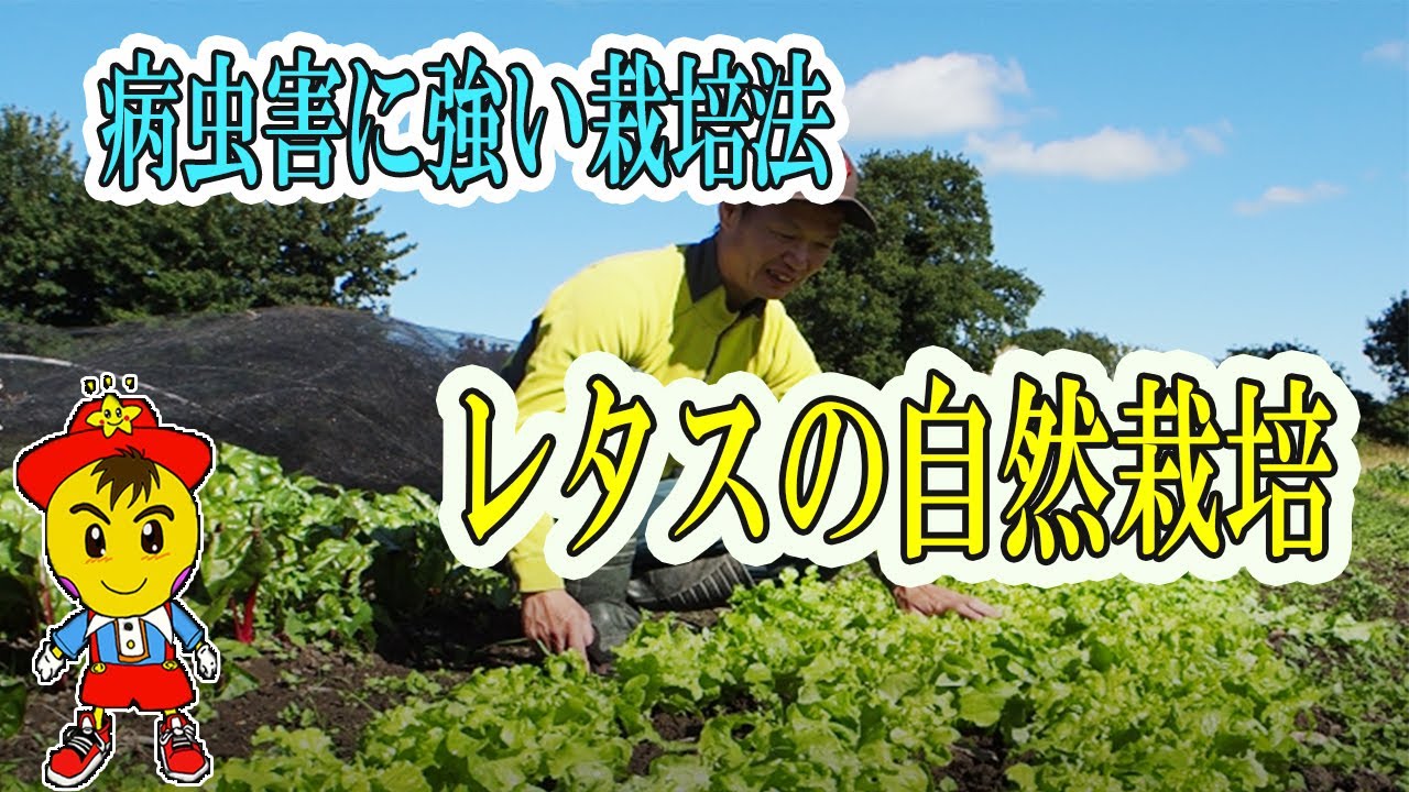 自然栽培レタス 通年収穫の育て方