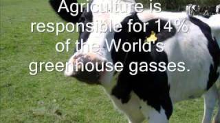 If A Tree Falls - Bruce Cockburn Slideshow