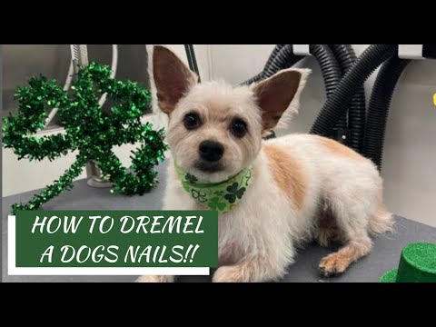 How to Dremel Your Dog’s Nails — Easy & Safe Nail Grinding! ✨🐾