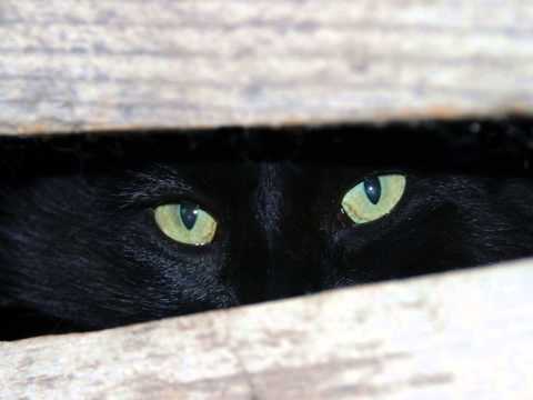 Cool Cat by John Nauman