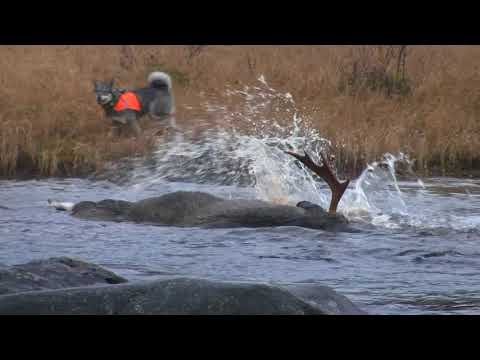 Hundejakt nr.4 Løshundjakt på elg