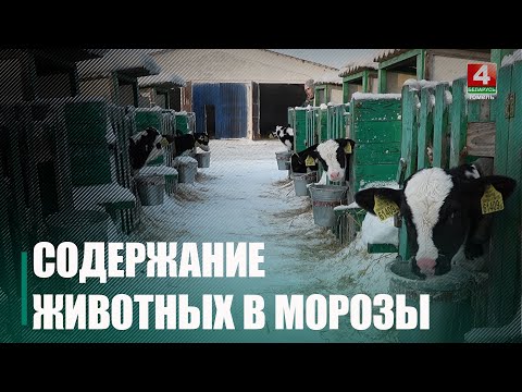 40 комбинезонов для телят закупила ферма «Климовка» птицефабрики «Рассвет» для защиты от мороза