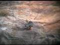 Quebrantahuesos ( Gypaetus barbatus ). Bearded vulture