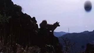 Ｎｉｇｈｔ　Ｂｉｒｄｓ-Ｓｈａｋａｔａｋ