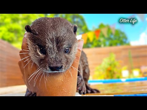 全力で真夏のプールを満喫する陽気なカワウソがなんとも可愛らしい [Otter Life Day 975]