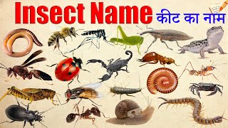 Insect Name Learning for Kids | Fun Way to Teach Insect Name and Identification