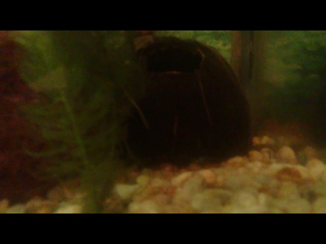 Tiburón aicoiris con coridoras