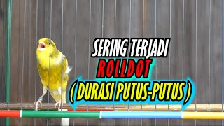 Download lagu Mengatasi Kenari Ngerol Durasi Tidak Panjang Saat di Gantangan mp3